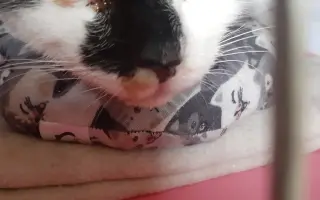 Pomoc pro Honzíka, kterého někdo střelil přímo do tlamičky