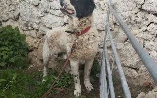 Zpátky do života - pomozte zvrátit těžké psí osudy