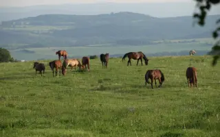 Druhá šance pro stará a nemocná zvířata