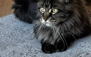 Ortopedické operace pro Quina a Rozvoda