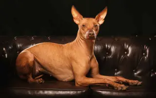 Pomoc pro Nyu - naši bojovnici ❤️