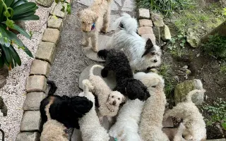 Pomozte udržet domov pro psí seniory