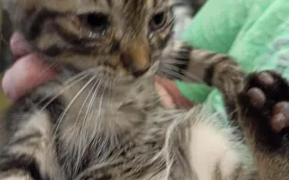 Pomozte nám s kastracemi a léčbou nemocných a zraněných koček