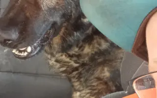 Pomoc Furině v boji s lupusem (SLE)