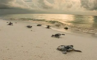 Přispěj Fany na dobrovolnické cestě za ochranou mořských želv
