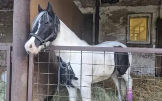 Pomozte kobylce znovu stát na nohou