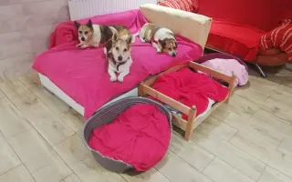 Pomozte zachránit Psí domov spolku Zastavme Utrpení.