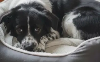 POMOC PRO FOXÍČKA, ASPENA A TAFFY-JACKA