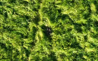 Zachraňme kokořínská srnčata