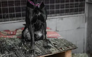 Nové boudy pro chlupáče z ANIDEF