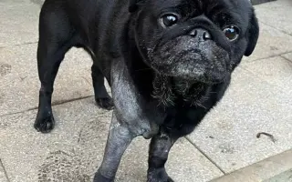 Záchrana nožičky pro Franka