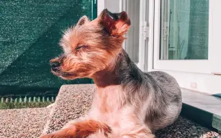 Sofinka - malý pejsek s velkým srdcem bojuje o život