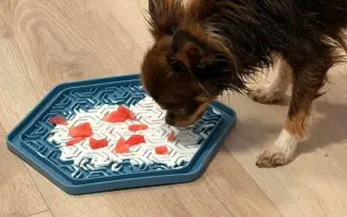 Pomozme Xyrušče znovu běhat 🐾♥️