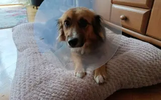 Pomozme Sourince uzdravit se a znovu pomáhat dětem ❤️