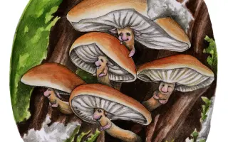 Podpořte KOLODĚJE - houbové hrdiny