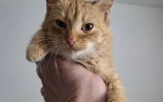 Pomoc pro kočky a koťátka Kočky u Katky