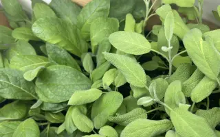 Podpořte bylinkový projekt Azeret Herbs