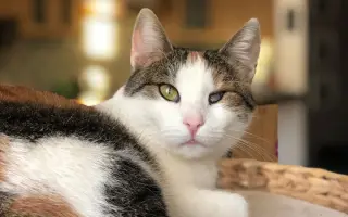 Šance na život pro Ouška a další kočičky z našeho depozita