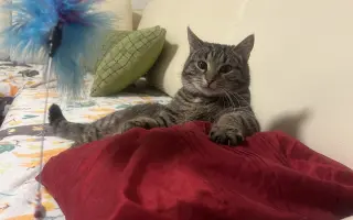 🐾 Pomoc pro 50 kočičích chlupáčů – prosba, která není lehká, ale je upřímná
