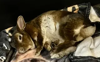 Pomoc pro králíčka, život zachrání operace čelisti