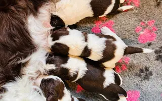 Cvičení pro Ivku s rozštěpem páteře