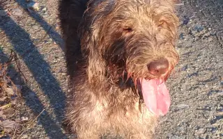 Pomoc pro Renny a její smečku: pohyb bez bolesti