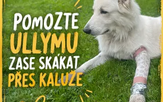 Pomozte Ullymu zase skákat přes kaluže! 🐾