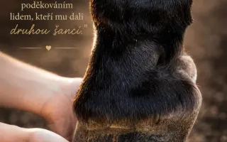 Pomohli jste Nitisovi k uzdravení