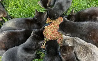 POMOZTE NÁM ZASTAVIT KRUH KOČIČÍHO UTRPENÍ. Víme jak na to, ale bez vás to nezvládneme.