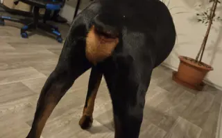 Štěňátku na kyčle, aby mohlo znova bezbolestně chodit