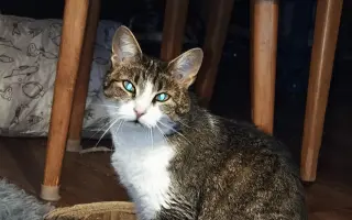 Pomoc pro opuštěná zvířátka - Kastrace, veterina, krmeni, kočkolit