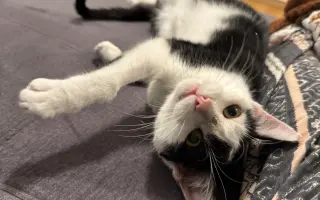 Pomoc s léčbou kocourka Shadyho