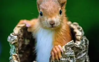 POMOC PRO FOXÍČKA, ASPENA A TAFFY-JACKA