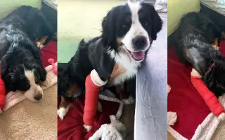 Brdy ji schovaly, lidé ji našli - pomozme fence Týnce uzdravit tlapku 🐾