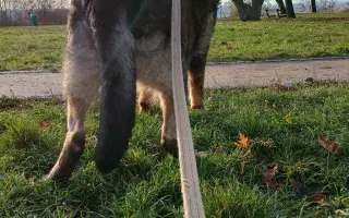 Pomoc Furině v boji s lupusem (SLE)