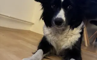 Amy potřebuje další operaci pro bezbolestné procházky