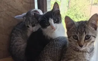 Pomocník pro Vrbovou stáj - místo naděje a zázraků pro týraná a opuštěná zvířata