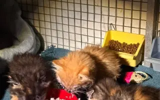 ZACHRAŇME KOŤÁTKA PŘED ZIMOU!