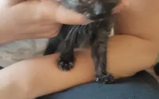 Pomůžete kočičkám bez domova?
