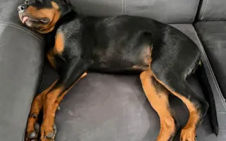 Zachraňme šestiměsíční Freyušku. Chce dál běhat a objevovat svět