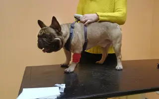 Operace očí a endoskopie pro buldočka Edu