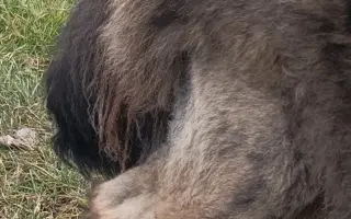 Nekonečný boj o záchranu zvířecích životů 😢