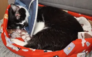 9 nalezených Lásek