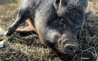 Oprava studny, aby zvířátka v azylu měla dostatek čisté vody