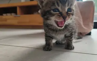 Proměňme společně kočičí svět v lepší místo 🐈