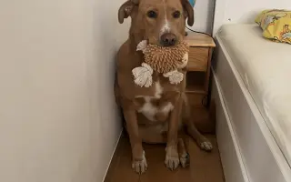 Chemoterapie pro Budnáše