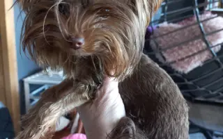 Bojovník Bertík vážící pouhé 1 kilo