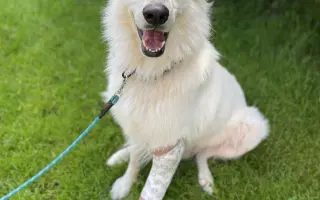 Pomozte Ullymu zase skákat přes kaluže! 🐾