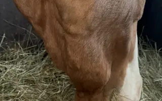 Zachraňme čelist Sithonii