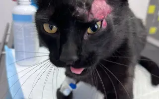 Pomozte nám zvládnout obrovské veterinární náklady 💔🙏🙏🙏